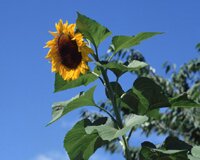 夏休みの注意ポイント